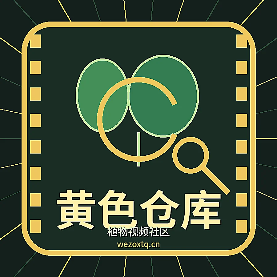 黄色仓库